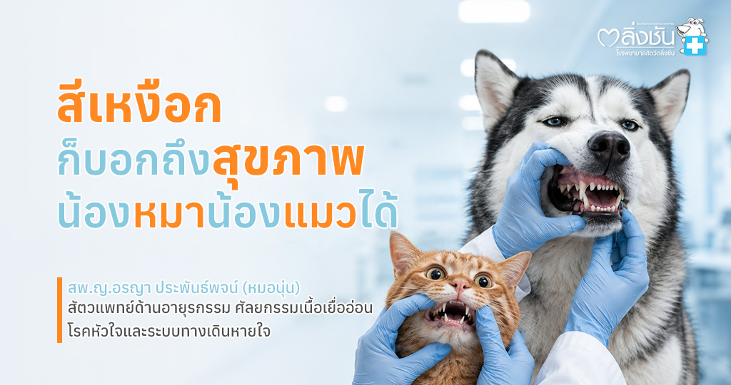 สัตวแพทย์กำลังเปิดริมฝีปากสุนัขเพื่อตรวจสีเหงือก พร้อมตัวอย่างสีเหงือกที่บ่งบอกสุขภาพและข้อความแนะนำให้สังเกตความผิดปกติของเหงือกเพื่อประเมินสุขภาพเบื้องต้น