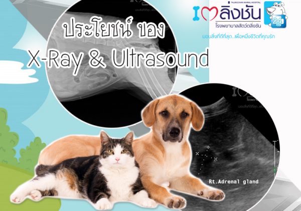 ประโยชน์ของxray_ultrasound_big
